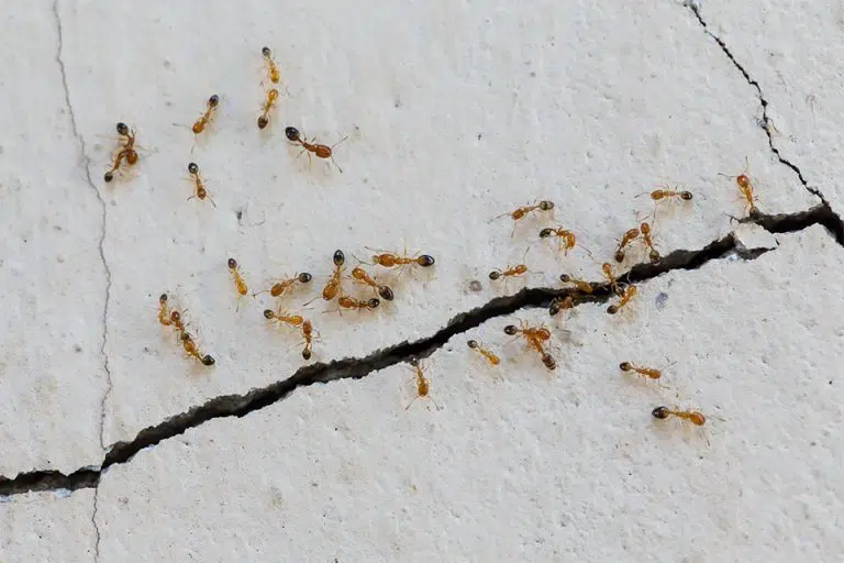 Ants crawling on a cracked surface, illustrating a common household pest issue relevant to pest control services and treatments.