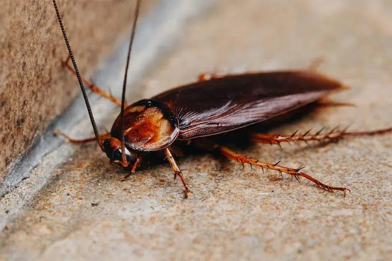 Close-up of a cockroach on a surface, highlighting its features and texture, relevant to pest control discussions and costs for cockroach extermination services.