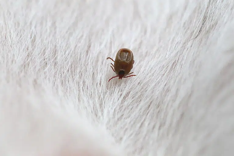 Tick on pet fur, highlighting flea infestation risks and the need for pest control services.