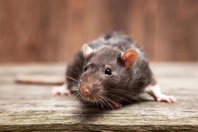Close-up of a gray mouse on a wooden surface, highlighting common household rodent issues related to pest control services.