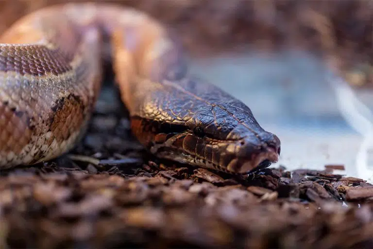 Close-up of a snake resting on wood chips, illustrating the dangers of snakes in residential areas, relevant to pest control services.