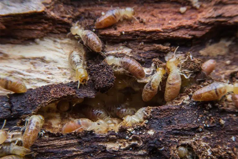 Close-up of termites infesting and damaging wooden material, highlighting their destructive nature as discussed in pest control services.